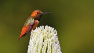A male Allen’s hummingbird (Selasphorus sasin) near Santa Cruz, CA. Image credit: Shravans14 / CC BY-SA 4.0.