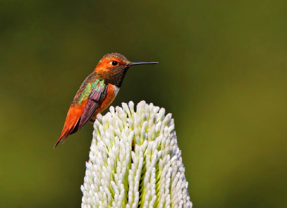 A male Allen’s hummingbird (Selasphorus sasin) near Santa Cruz, CA. Image credit: Shravans14 / CC BY-SA 4.0.