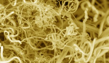 This false-color image shows carbon nanofibers. Image credit: Stuart Licht.