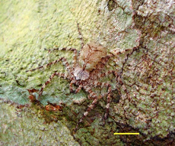 Selenops banksi on Barro Colorado Island, Republic of Panama, as typically encountered on a tree trunk during daylight hours. Scale bar - 1 cm. Image credit: Stephen P. Yanoviak et al.