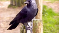 The Eurasian jackdaw (Corvus monedula). Image credit: Joost J. Bakker / CC BY 2.0.