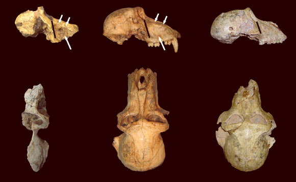 Comparison of morphology in the Malapa specimen (left), Papio angusticeps (center), and Papio izodi (right). Image credit: Gilbert CC et al.