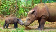 Andatu, the first Sumatran rhino to be born at the Sumatran Rhino Sanctuary, and his mother, Ratu. Image credit: S. Ellis / International Rhino Foundation / CC BY 2.0.