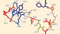 3D structure of Chrysalin. Image credit: Darrell Carney & Barbara Olszewska-Pazdrak, doi: 10.1517/14656560802401721.