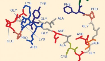 3D structure of Chrysalin. Image credit: Darrell Carney & Barbara Olszewska-Pazdrak, doi: 10.1517/14656560802401721.