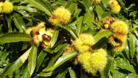 The European chestnut (Castanea sativa), also known as the sweet chestnut, is a species of flowering plant in the family Fagaceae, native to Europe and Asia Minor, and widely cultivated throughout the temperate world. The tree attains a height of 100 feet (30 m). It has rugged, grooved bark and glossy, serrate, oblong-lanceolate leaves up to 11 inches (28 cm) in length. Image credit: Willow, Germany / CC BY-SA 3.0.