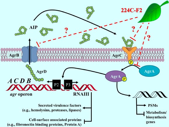 Schematic of the Staphylococcus aureus accessory gene regulator system. Dr Cassandra Quave of Emory University and co-authors report the quorum sensing inhibitory activity of the chestnut leaf extract against all Staphylococcus aureus accessory gene regulator (agr) alleles. Image credit: Quave CL et al.