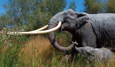 The extinct straight-tusked elephant (Palaeoloxodon antiquus) is one of the many large mammals that the new study estimates would have occurred in northern Europe if modern humans had never existed. Image credit: Apotea / CC BY-SA 3.0.