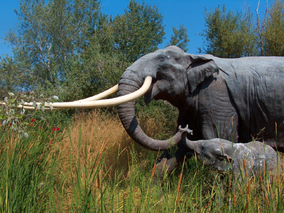 The extinct straight-tusked elephant (Palaeoloxodon antiquus) is one of the many large mammals that the new study estimates would have occurred in northern Europe if modern humans had never existed. Image credit: Apotea / CC BY-SA 3.0.