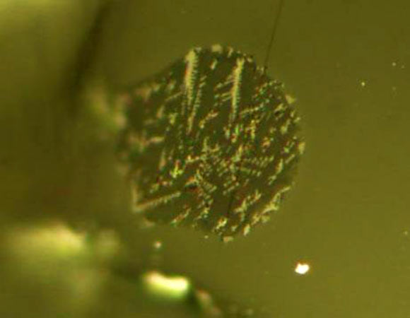 Small bits of molten magma became trapped in tiny crystals of olivine, preserving evidence of volatile gasses. Image credit: Saal lab / Brown University.