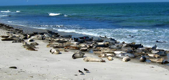 A harbor seal (Phoca vitulina) colony in Helgoland, Germany. Image credit: Andreas Trepte / CC BY-SA 2.5.