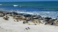A harbor seal (Phoca vitulina) colony in Helgoland, Germany. Image credit: Andreas Trepte / CC BY-SA 2.5.