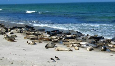 A harbor seal (Phoca vitulina) colony in Helgoland, Germany. Image credit: Andreas Trepte / CC BY-SA 2.5.