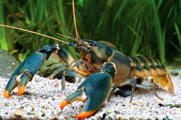 Cherax snowden, a paratype male from Oinsok River drainage, Sawiat District. Image credit: Lukhaup C et al.