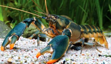 Cherax snowden, a paratype male from Oinsok River drainage, Sawiat District. Image credit: Lukhaup C et al.