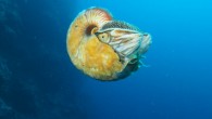 A crusty nautilus (Allonautilus scrobiculatus) off the coast of Ndrova Island, Papua New Guinea. Image credit: Peter Ward / University of Washington.