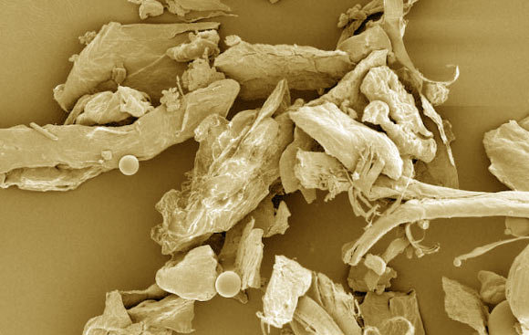 This false-color image shows household dust under a microscope. Image credit: NIAID.