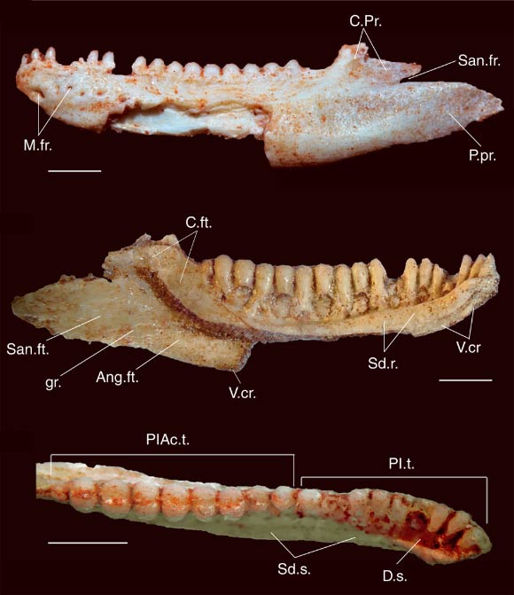 A fossil mandible of Gueragama sulamericana in labial, lingual and occlusal views. Ang.ft. - angular fac; C.ft. - coronoid facet; C.Pr. - coronoid process; D.s. - dental sulcus; gr. - groove; M.fr. - mental foramina; P.pr. - posterior process; Pl.t. - pleurodont teeth; PlAc.t. - pleuroacrodont teeth; San.fr. - surangular foramen; San.ft. - surangular facet; Sd.r. - subdental ridge; Sd.s. - subdental shelf; V.cr. - ventral crest of dentary. Scale bars - 2 mm. Image credit: Tiago R. Simoes et al.