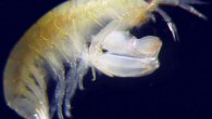 Leucothoe eltoni, male. Image credit: James Thomas.
