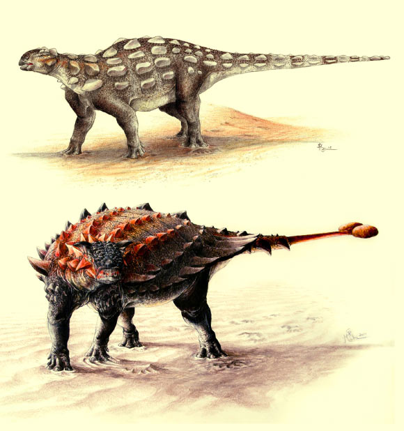Gobisaurus, an ankylosaur with a stiff tail but no knob of bone at the end, compared with Ziapelta, an ankylosaur with a fully developed tail club. Image credit: Sydney Mohr.