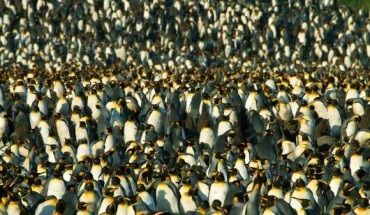 Australian and British scientists have assessed how widespread the threat of plastic is for the world’s seabirds, including albatrosses, shearwaters and penguins. Image credit: Brian Gratwicke / CC BY 2.0.