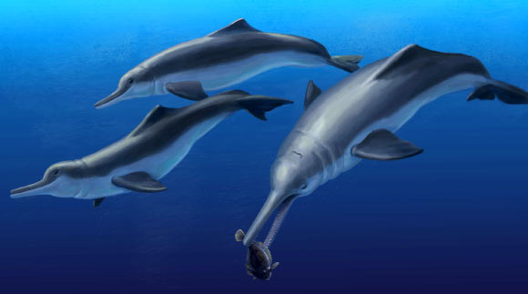 Life reconstruction of Isthminia panamensis, feeding on a flatfish, which would have been abundant in the neritic zone of the late Miocene equatorial seas of Panama. Image credit: Julia Molnar.