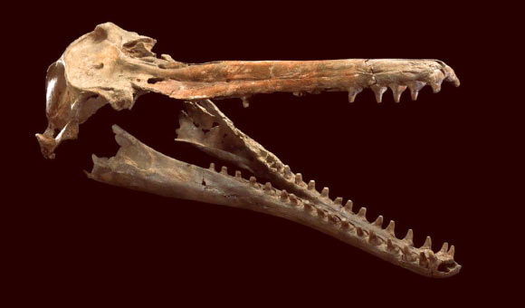 The skull and jaws of Isthminia panamensis, a new fossil dolphin from Panama. Image credit: Nicholas D. Pyenson / NMNH Imaging / Smithsonian Institution.