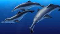 Life reconstruction of Isthminia panamensis, feeding on a flatfish, which would have been abundant in the neritic zone of the late Miocene equatorial seas of Panama. Image credit: Julia Molnar.
