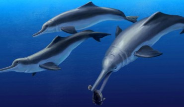 Life reconstruction of Isthminia panamensis, feeding on a flatfish, which would have been abundant in the neritic zone of the late Miocene equatorial seas of Panama. Image credit: Julia Molnar.