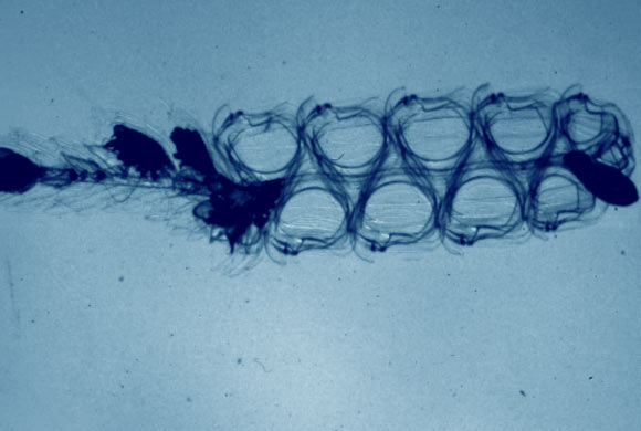 The physonect siphonophore Nanomia bijuga. Image credit: John H. Costello et al.
