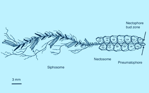 Nanomia bijuga body structure: the propulsive component of the colony consists of the nectophores that bud sequentially (numbered in order of their origin) from a budding zone near the pneumatophore float at the anterior region of the nectosome; nectophores lie in one plane bisected by the nectosomal axis; the siphosome includes the feeding and reproductive members of the siphonophore colony. Image credit: John H. Costello et al.