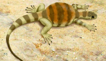 Life restoration of Eunotosaurus africanus. Image credit: Smokeybjb / CC BY-SA 3.0.