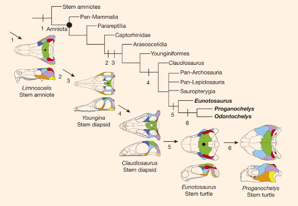 Generalized amniote phylogeny showing sequence of major transformations in the origin of the turtle skull. Image credit: G.S. Bever et al., doi: 10.1038/nature14900.