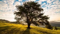 Scientists estimate that about 1.39 trillion trees exist in tropical and subtropical forests, 0.74 trillion in boreal regions and 0.61 trillion in temperate regions.