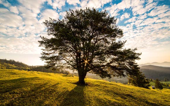 Scientists estimate that about 1.39 trillion trees exist in tropical and subtropical forests, 0.74 trillion in boreal regions and 0.61 trillion in temperate regions.