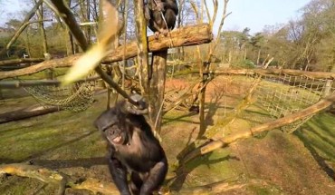 Tushi used a stick to attack the drone; behind her Raimee is also sitting with a long stick. Image credit: Jan A. R. A. M. van Hooff / Bas Lukkenaar.