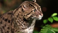 This photo shows the fishing cat (Prionailurus viverrinus). Image credit: Shiny Things / CC BY 2.0.