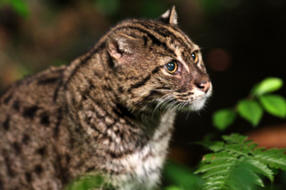 This photo shows the fishing cat (Prionailurus viverrinus). Image credit: Shiny Things / CC BY 2.0.