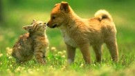 The new study shows that while dogs perceive their owners as a safe base, the relationship between people and their cats appears to be quite different. Image credit: Kitty Green / CC BY-SA 2.0.