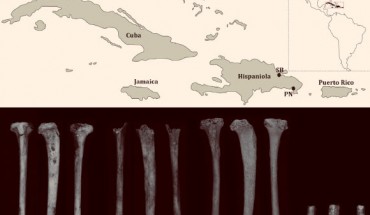 Top panel: a schematic map of the Greater Antilles showing the relative location of fossil sites Cueva Padre Nuestro, where the newly-discovered fossil specimen (labeled a) of the Hispaniola monkey (Antillothrix bernensis) was found, and Samana Bay. Lower panel: fossil tibiae of the species from the Dominican Republic; the views are (left to right) anterior, lateral, and posterior aspects. Image credit: Alfred L. Rosenberger et al.