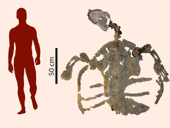 The skeleton of Desmatochelys padillai measures almost 6.5 feet (2 m). Image credit: Edwin Cadena / PaleoBios.