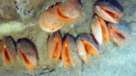 In-situ image of giant file clams Acesta cryptadelphe, from the Gully, located approximately 140 miles off Nova Scotia, to the east of Sable Island, on the edge of the Scotian Shelf. Image credit: Jean-Marc Gagnon et al.