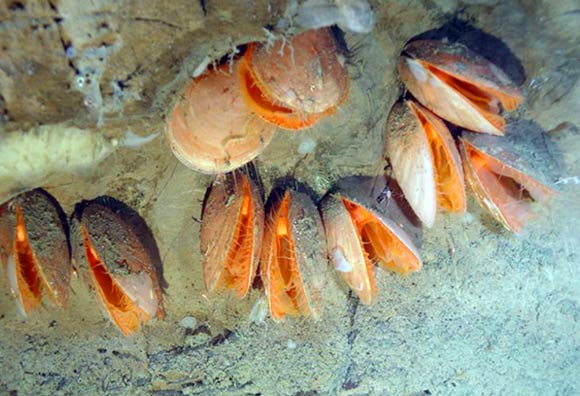In-situ image of giant file clams Acesta cryptadelphe, from the Gully, located approximately 140 miles off Nova Scotia, to the east of Sable Island, on the edge of the Scotian Shelf. Image credit: Jean-Marc Gagnon et al.