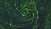 This Sentinel-2A image shows an eye of algal bloom in exquisite detail as well as a ship. The ship’s wake can be seen as a straight dark line where the bloom has been disturbed by the ship’s propellers. The image has a spatial resolution of 33 feet (10 m). Image credit: Copernicus Sentinel data / ESA.