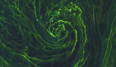 This Sentinel-2A image shows an eye of algal bloom in exquisite detail as well as a ship. The ship’s wake can be seen as a straight dark line where the bloom has been disturbed by the ship’s propellers. The image has a spatial resolution of 33 feet (10 m). Image credit: Copernicus Sentinel data / ESA.