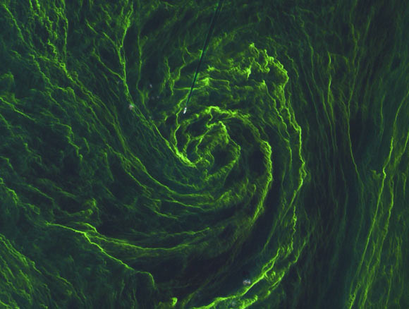 This Sentinel-2A image shows an eye of algal bloom in exquisite detail as well as a ship. The ship’s wake can be seen as a straight dark line where the bloom has been disturbed by the ship’s propellers. The image has a spatial resolution of 33 feet (10 m). Image credit: Copernicus Sentinel data / ESA.
