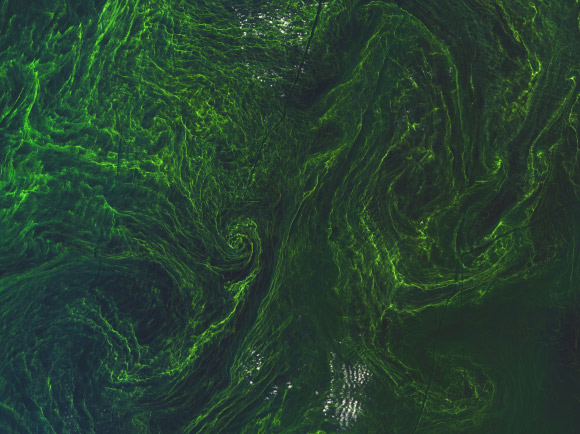 This composite image from Sentinel-2A taken on 7 August 2015 has a spatial resolution of 33 feet (10 m). It shows an algal bloom in the central Baltic Sea. The algae is concentrated in locations where the vertical and horizontal water movements in the Baltic Sea generate the best nutrient and light conditions for algal growth, which are then drawn out by the water circulation. Image credit: Copernicus Sentinel data / ESA.