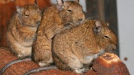 Common degus (Octodon degus). Image credit: Arjan Haverkamp / CC BY 2.0.