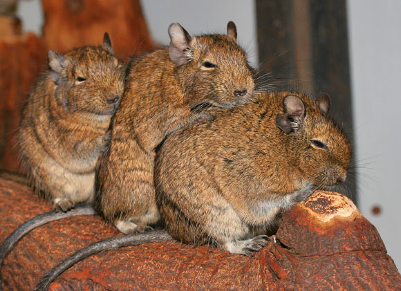 Common degus (Octodon degus). Image credit: Arjan Haverkamp / CC BY 2.0.