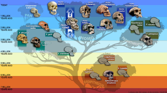 While the fossils of Homo naledi have yet to be dated, the species may have been a contemporary of Homo sapiens 100,000 years ago - or it may be far older. Image credit: S. V. Medaris / UW-Madison.